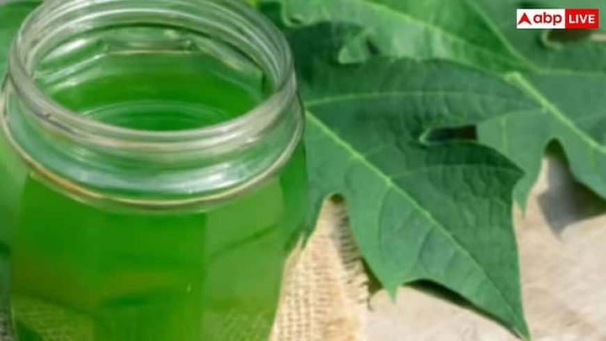 Papaya Leaf for Platelets: क्या पपीते के पत्ते से बढ़ा सकते हैं प्लेटलेट्स, जानिए क्या कहते हैं एक्सपर्ट?