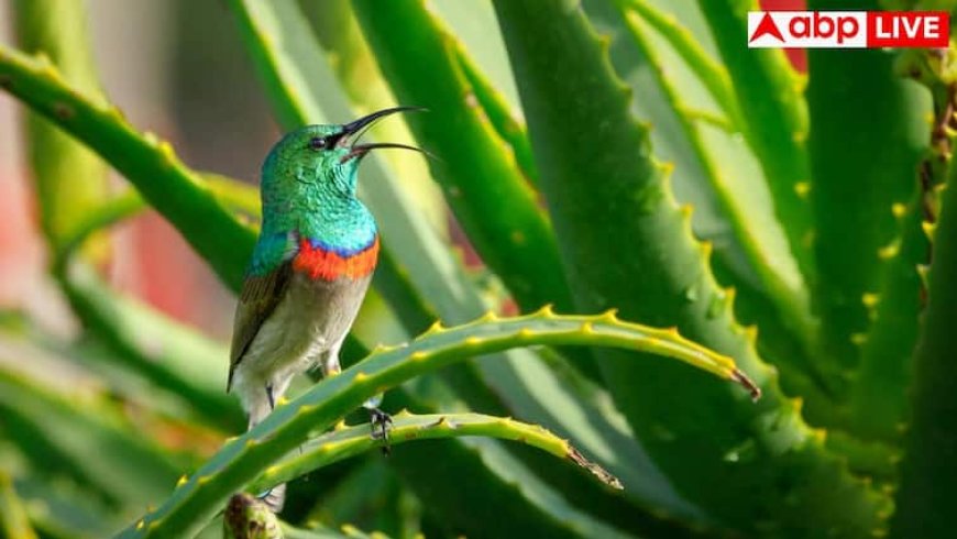 Aloe Vera Juice For Digestion: खाने या लगाने से पहले क्या आप भी नहीं हटातीं एलोवेरा टॉक्सिन, जानें यह कितना करती है नुकसान?