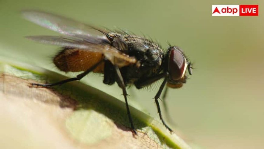 बरसात के सीजन में घर में आने लगी हैं मक्खियां, ऐसे कर सकते हैं इनका इलाज
