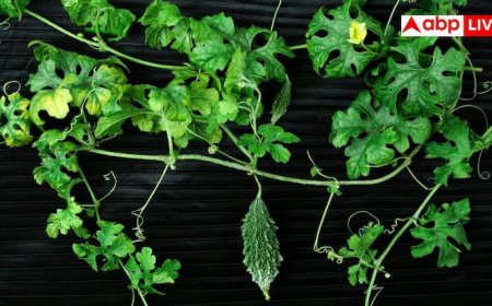 Bitter Melon Leaves: लिवर को करना चाहते हैं एकदम हेल्दी, इस कड़वी सब्जी की पत्तियां आज ही डाइट में कर लें शामिल