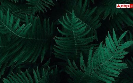 Leaves Juice For Glowing Skin: 55 की उम्र में भी शक्ल दिखेगी बचपन जैसी मासूम, इन हरी पत्तियों का रस बनाएगा काम