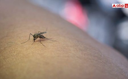 Dengue Fever Symptoms: दिल्ली-एनसीआर में डेंगू का कहर, एक की मौत, जानें इसके लक्षण और बचाव के उपाय