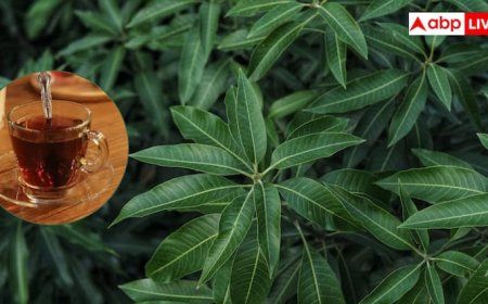 इन लोगों को रोजाना पीनी चाहिए आम के पत्तों की चाय, मिलते हैं इतने सारे फायदे