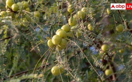 एक छोटा सा आंवला कर सकता है बड़ा कमाल, एक्‍सपर्ट्स ने बताई इस सुपरफूड की ताकत