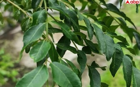 Curry Leaves Health Benefits: खाली पेट करी पत्ता चबाने से मिलते हैं ये 7 फायदे, हर एक के बारे में जान लें आज