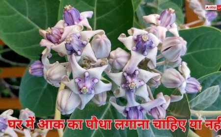 Vastu Shastra: आक का पौधा भक्ति का प्रतीक या अशुभ संकेत, जानिए वास्तु शास्त्र की नजर से इसका असली अर्थ