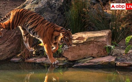 नवंबर में बना रहे जंगल सफारी का प्लान, देश के इन 6 टाइगर रिजर्व को अपनी लिस्ट में करें शामिल