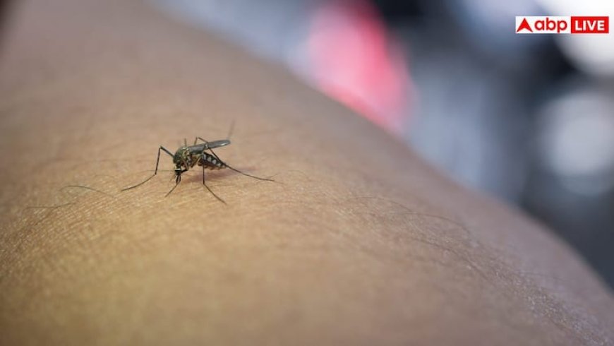 Dengue Fever Symptoms: दिल्ली-एनसीआर में डेंगू का कहर, एक की मौत, जानें इसके लक्षण और बचाव के उपाय