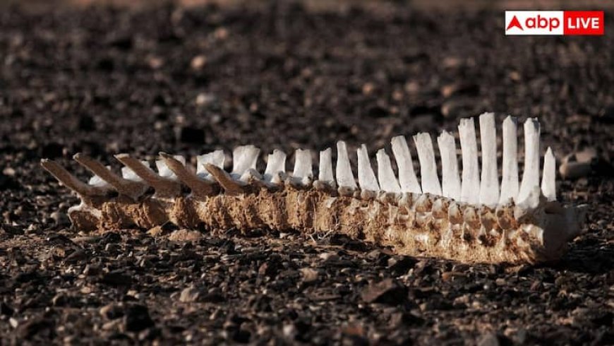 शरीर में बेहद जरूरी है ये चिपचिपा पदार्थ, अगर खराब हो जाए तो मौत पक्की?