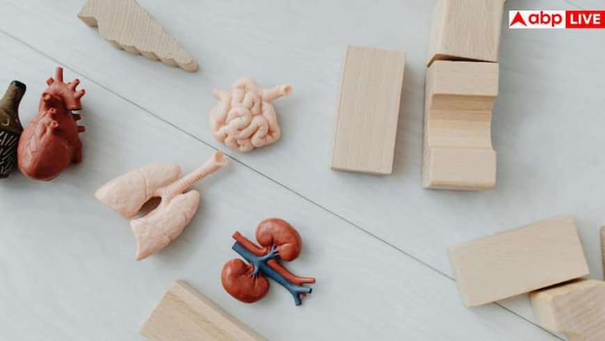 Synthetic Kidney Model: इजरायल ने लैब में बना डाली 3डी किडनी, 34 हफ्ते करती रही काम, जानें यह कितनी कामयाब?