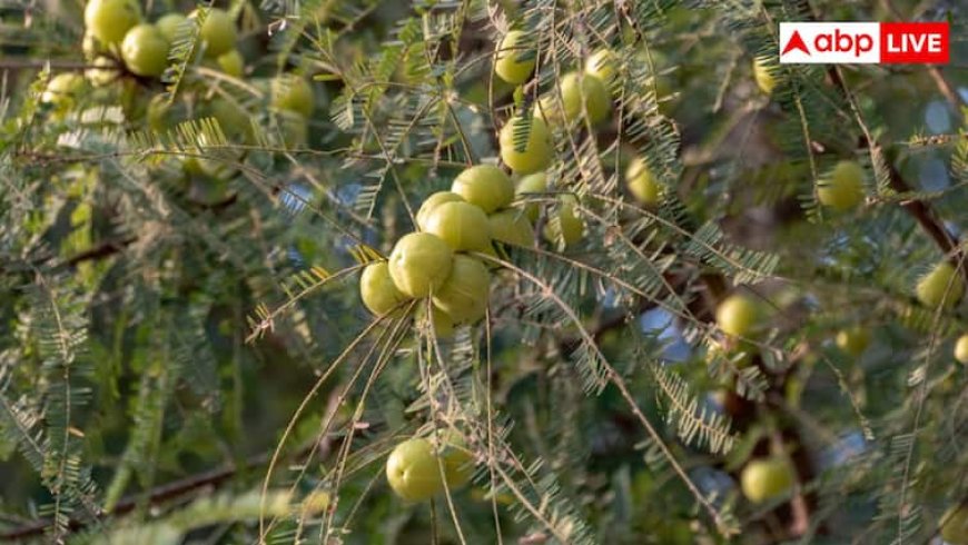एक छोटा सा आंवला कर सकता है बड़ा कमाल, एक्‍सपर्ट्स ने बताई इस सुपरफूड की ताकत