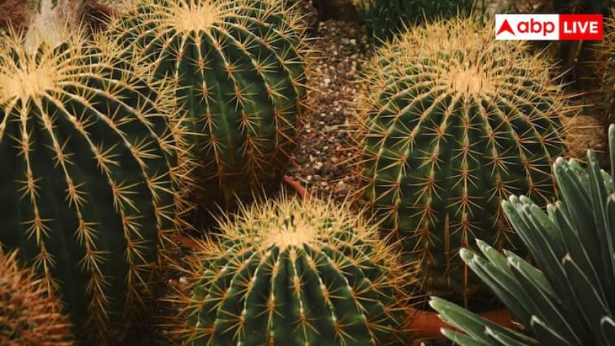 कम जगह और कम देखभाल में खिल उठेगी आपकी बालकनी, घर में लगाएं ये 7 कैक्टस