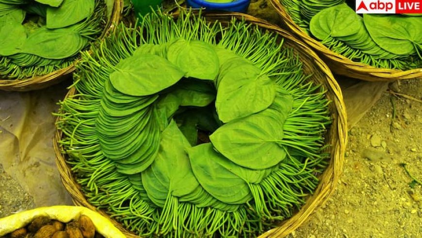 Betel leaves health benefits: इन चार लोगों के वरदान से कम नहीं यह हरी पत्ती, आज ही अपनी डाइट में कर लें शामिल