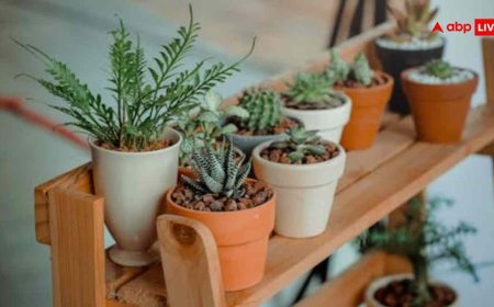ठंड आते ही ओस और पाले में खराब होने लगते हैं पौधे, ये स्मार्ट हैक्स आएंगे काम