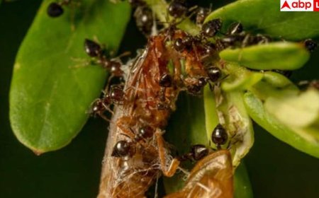 Myrmecophobia: किन लोगों को चींटियों से लगता है डर, किस विटामिन की कमी से होता है ऐसा?