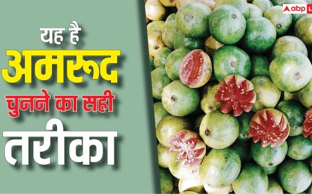 How to Pick Sweet Guava: हर बार कैसे खरीदें शानदार और मीठा अमरूद? ये 4 टिप्स आजमा लिए तो बीवी से कभी नहीं पड़ेगी डांट