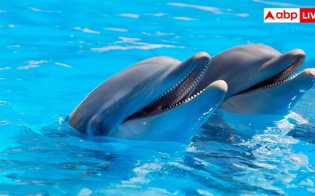 चिल्का झील से लेकर लक्षद्वीप तक, भारत की 5 मशहूर जगह जहां आपको आसानी से दिख सकती है डॉल्फिन