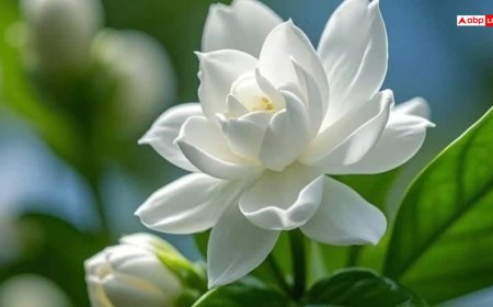 Mogra Plant Vastu Direction: गृह क्लेश से पाना चाहते हैं मुक्ति? जानें किस दिशा में लगाएं मोगरे का पौधा