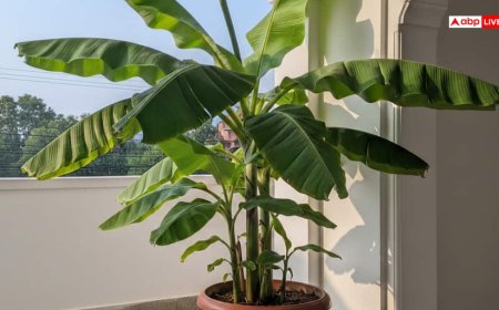 घर में केले का पौधा किस दिशा में लगना शुभ, जानें क्या कहता है वास्तु शास्त्र!