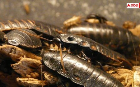 Cockroach Control: बार-बार भगाने के बाद भी क्यों खत्म नहीं होते कॉकरोच? ये टिप्स आजमाए तो चुटकियों में दूर होगी दिक्कत
