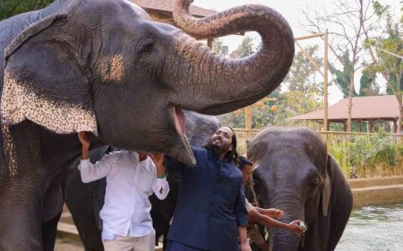 UN से जुड़ी संस्था CITES ने माना वनतारा कंजर्वेशन मॉडल दुनिया में बेहतरीन, मिली वैश्विक मान्यता