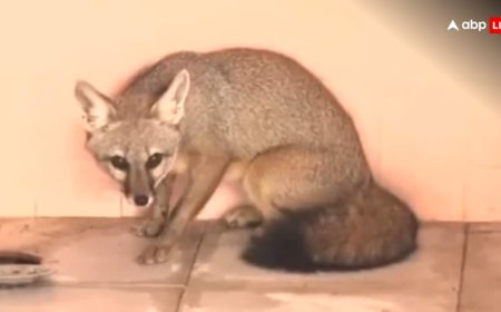 तेलंगाना के वाविलालपल्ली के एक ऑफिस में घुसी लोमड़ी, अनोखा नजारा देखने के लिए सैंकड़ों में इकट्ठा हुए लोग