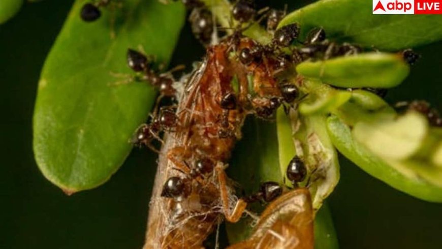 Myrmecophobia: किन लोगों को चींटियों से लगता है डर, किस विटामिन की कमी से होता है ऐसा?