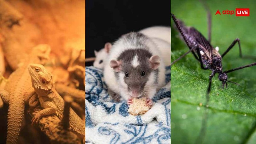 घर में नजर नहीं आएंगे मच्छर-चूहे और छिपकली, 250 रुपये की ये चीजें बनाएंगी काम