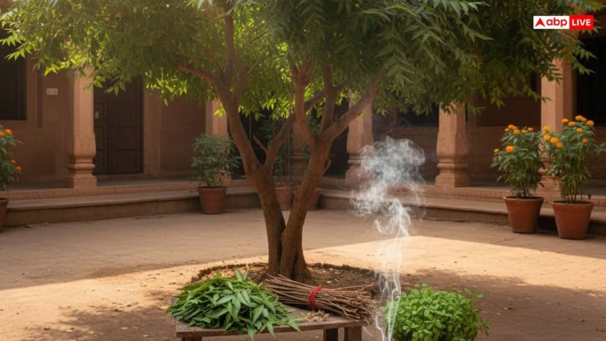 Neem ke Totke: कड़वे नीम में छिपा है सौभाग्य का राज, ये 5 गुप्त ज्योतिष उपाय बदल देंगे तकदीर..