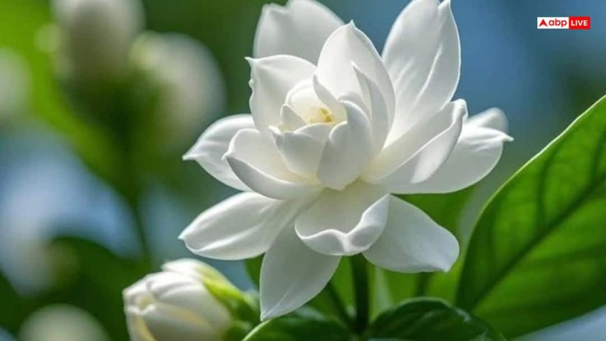 Mogra Plant Vastu Direction: गृह क्लेश से पाना चाहते हैं मुक्ति? जानें किस दिशा में लगाएं मोगरे का पौधा