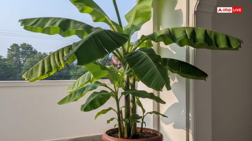 घर में केले का पौधा किस दिशा में लगना शुभ, जानें क्या कहता है वास्तु शास्त्र!