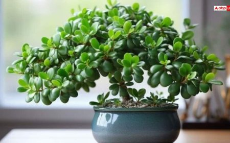 Feng Shui: सुख-समृद्धि के लिए क्रासुला पौधा क्यों है खास? जानें सही दिशा और विधि