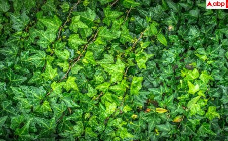 Snake-Friendly Plants: आपके होम गार्डन में तो नहीं लगा ये वाला पौधा, सांप इसमें चुपचाप बना लेते हैं घर