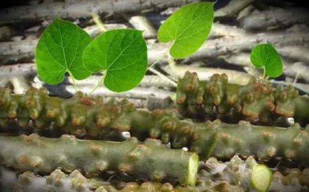 नई रिसर्च का दावा: बारिश के मौसम में 'अमृत' बन जाती है गिलोय, मिलते हैं दोगुने फायदे