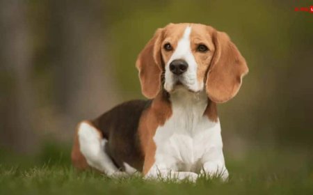 Dog Astrology: घर में काला, सफेद या भूरा किस रंग का कुत्ता पालना शुभ