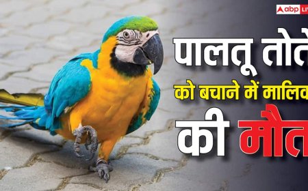 बेंगलुरु में पालतू मैकॉ को बचाना पड़ा भारी, मालिक की ऐसे चली गई जान