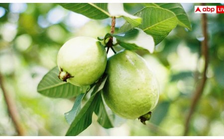 Small Guava Benefits: छोटा अमरूद क्यों होता है ज्यादा फायदेमंद, बड़े अमरूद से कैसे है बेहतर?