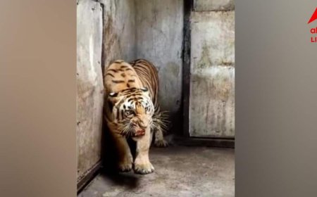 West Bengal: तीन महीनों में तीसरी बाघिन की मौत, अलीपुर चिड़ियाघर की व्यवस्था पर उठे सवाल