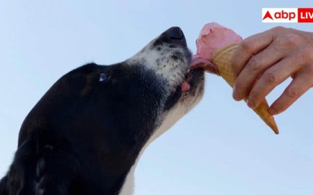 क्या कुत्ते के जूठे खाने से भी हो सकता है रेबीज, जानें कैसे फैलती है यह खतरनाक बीमारी