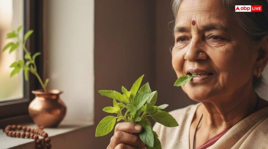Tulsi: तुलसी पत्ते को चबाने से क्यों रोकते हैं धर्म और विज्ञान, वजह जान चौंक जाएंगे