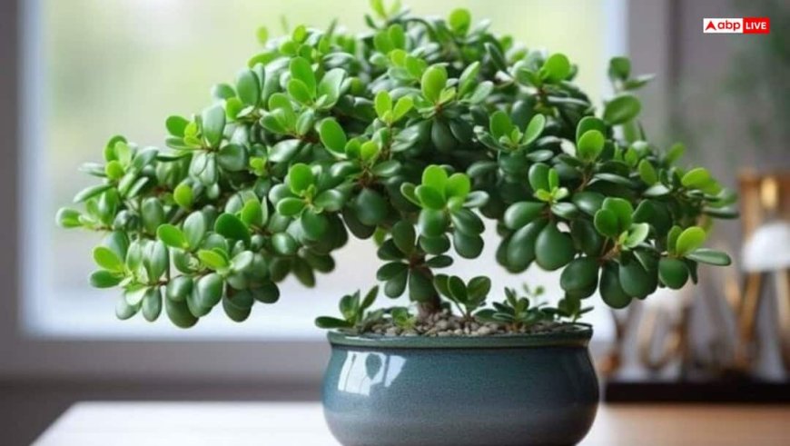 Feng Shui: सुख-समृद्धि के लिए क्रासुला पौधा क्यों है खास? जानें सही दिशा और विधि