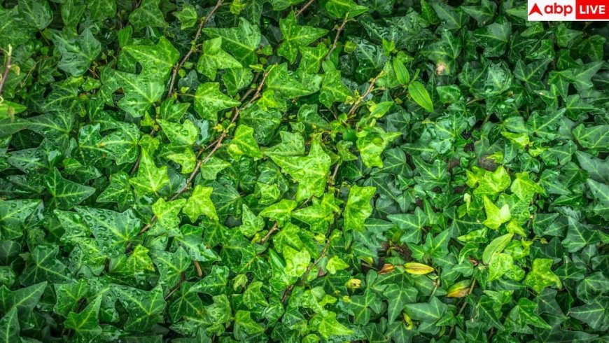 Snake-Friendly Plants: आपके होम गार्डन में तो नहीं लगा ये वाला पौधा, सांप इसमें चुपचाप बना लेते हैं घर