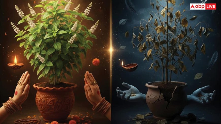Tulsi: तुलसी में दिखने वाले कौन से संकेत शुभ और कौन से अशुभ, जानें