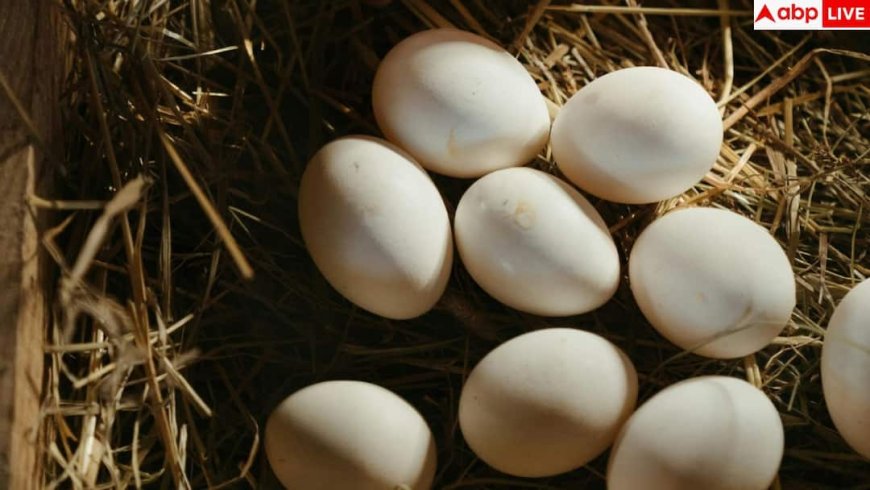 Egg Storage: क्या फ्रिज में रखने से सड़ जाते हैं अंडे या रहते हैं फ्रेश? जान लें अपने काम की बात