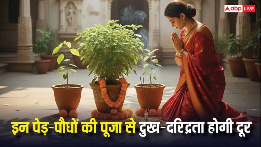 Hindu Religious Trees: गरीबी और दुख होंगे दूर, इन पवित्र पेड़-पौधों की पूजा का जानें शास्त्रीय रहस्य