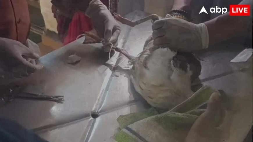 भारत की जासूसी कर रहा ड्रैगन? नौसैनिक बेस के पास मिला चीनी ट्रैकर लगा घायल सीगल पक्षी