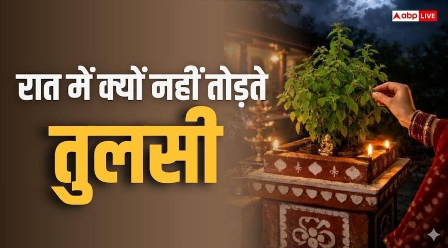 Tulsi Niyam: शास्त्र से लेकर विज्ञान तक चेतावनी, रात में तोड़ी तुलसी तो हो सकता है बड़ा नुकसान