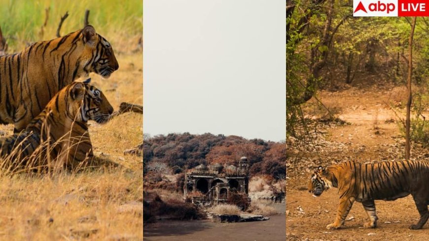 Ranthambore: दिल्ली से कितनी दूर है रणथम्भौर, क्या हैं यहां तक पहुंचने के तरीके?