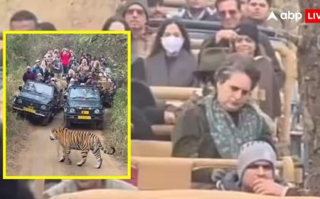 प्रियंका गांधी की जिप्सी के सामने आया टाइगर, रणथंभौर नेशनल पार्क में सफारी के दौरान का वीडियो वायरल