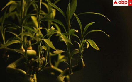 Lucky Bamboo: पीली पत्तियों से हैं परेशान? जानें लकी बैंबू को सड़ने से बचाने के असरदार उपाय